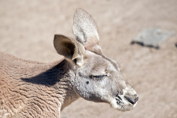 red kangaroo