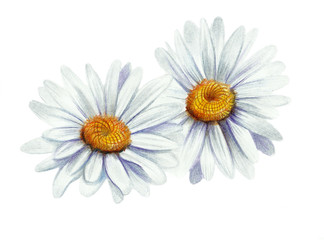Fototapeta premium Hand drawing chamomile