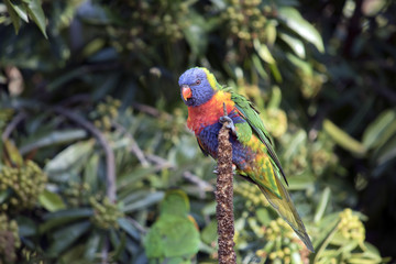 rainbow lorikeet