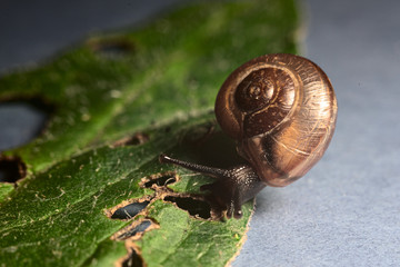 The snail eats a green leaf macro