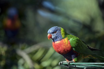 rainbow lorikeet