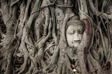 Buddha Head Statue in Tree, Thailand (Low tone color)