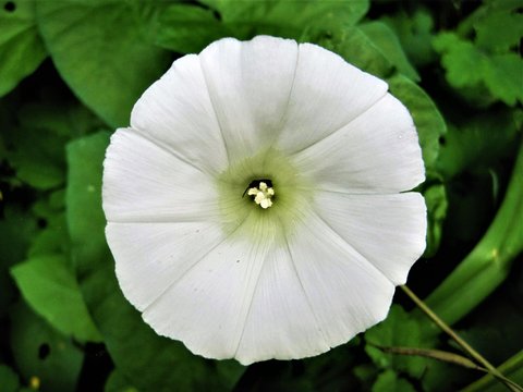 Bl&uuml;te der Acker-Winde mit einem Insekt