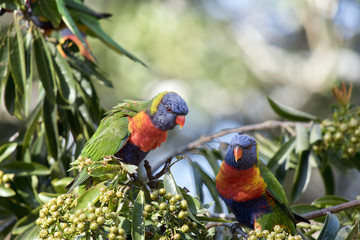 rainbow lorikeets