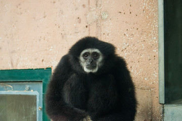 White Handed Gibbon staring
