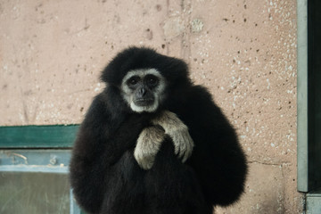 White Handed Gibbon 
