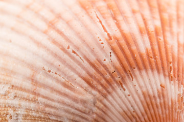 Texture of Shell.