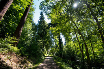 Waldweg bei Güntherstal in Freiburg