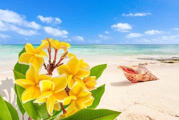 Obrazy na Szkle  bukiet frangipani i muszli na plaży na Mauritiusie