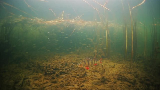 Underwater view of the lake with small perch swimming around