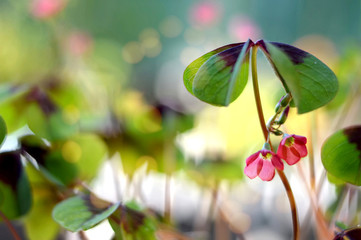 Four leaf clover with flowers on blurred background