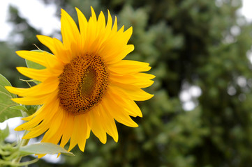 Close up of sunflower