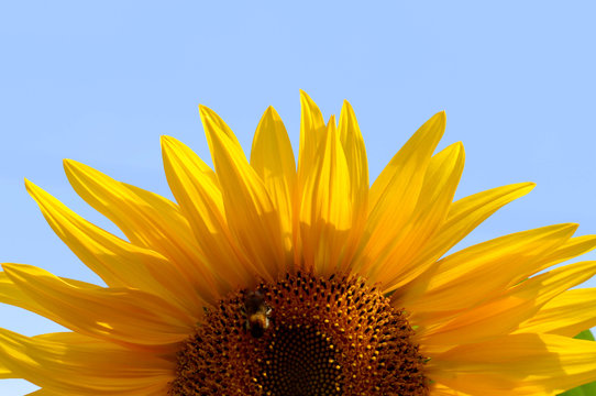 Fresh sunflower and blue sky