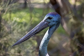 black necked stork male