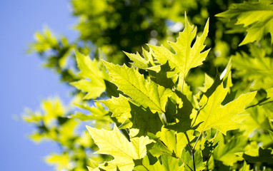 Green maple leaves on a tree in the nature