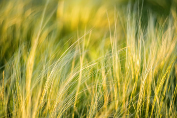 Silver feather grass swaying in wind in steppe