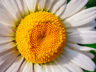 Obraz premium Chamomile flower macro natural background