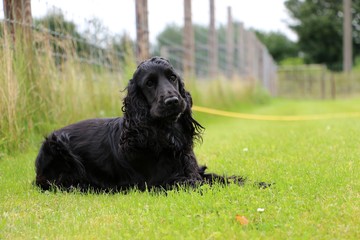 schwarzer cocker spaniel portrait im garten