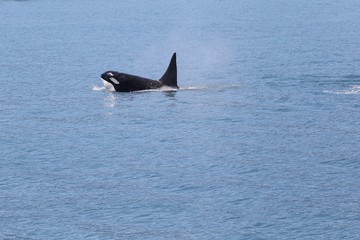 Frei lebender Killerwal (Orca) in Alaska, Seward