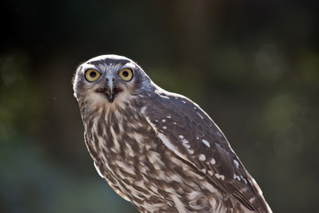 barking owl