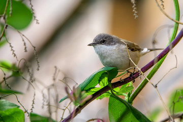 Lesser whitethroat or Sylvia curruca in the nature