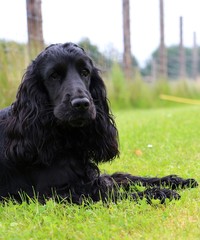 schwarzer cocker spaniel portrait im garten