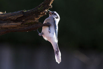 Blue jay in autumn