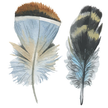 Vector bird feather from wing isolated. Aquarelle feather for background, texture, wrapper pattern, frame or border.