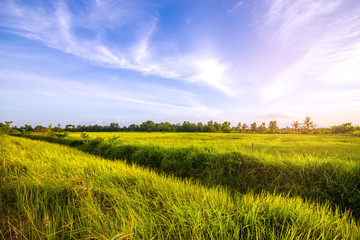 Fototapeta premium Meadow scenery