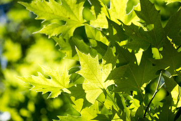 Fototapeta na wymiar Green maple leaves on a tree in the nature