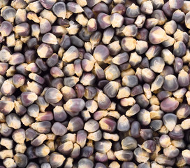 Dried blue corn seeds  background