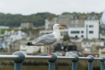 Seagull resting by the sea in Cornwall