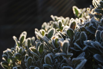 Blätter im Sonnenlicht mit Eiskristallen