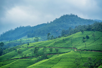 Fototapeta premium Tea plantation landscape in Sri Lanka