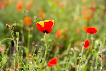 Red poppies in a field in the springtime