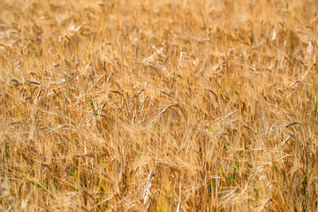Field of ripe wheat