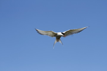 Arctic tern (Sterna Paradisaea) with wings outstretched with blue skies