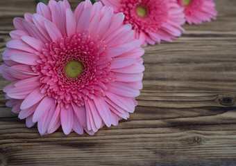 beautiful pink flowers