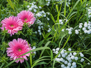 beautiful pink flowers