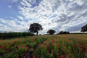 Naklejka na ściany i meble Poppy field with a cloudy sky to the background