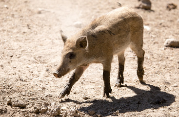 Wild boar in the zoo