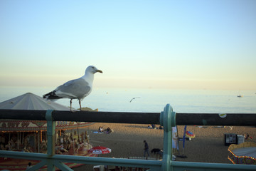 カモメと遊園地