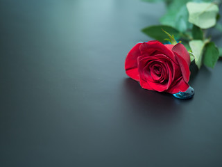 red rose on a dark background