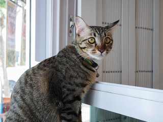 Grey tabby cat sit beside window