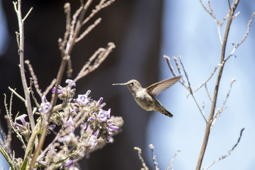 Humming Bird-Where to start