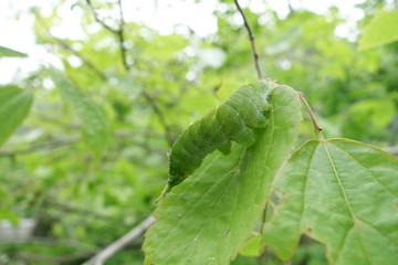 オオムラサキの幼虫 / 日本の国蝶