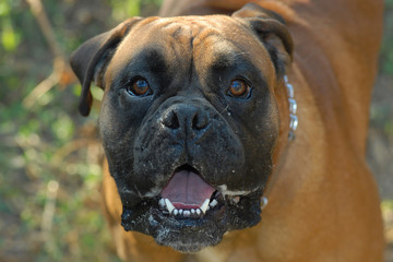 Dog,close up.