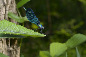 Dragonfly on a leaf.
