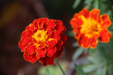Studentenblumen / Tagetes