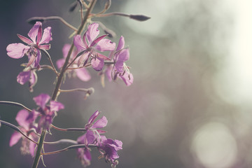 wild flower closeup on blurry background